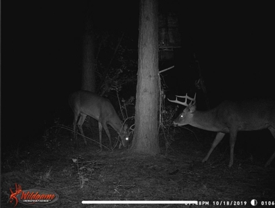 Hunting Land for Sale Sandy Hook, Marion Co, Southwest MS - image 37