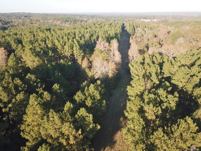 Hunting Land for Sale Sandy Hook, Marion Co, Southwest MS - image 11