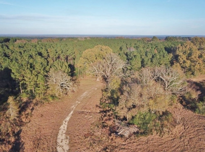 Hunting Land for Sale Sandy Hook, Marion Co, Southwest MS - image 6