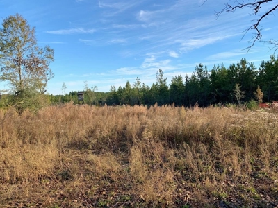Hunting Land for Sale Sandy Hook, Marion Co, Southwest MS - image 41