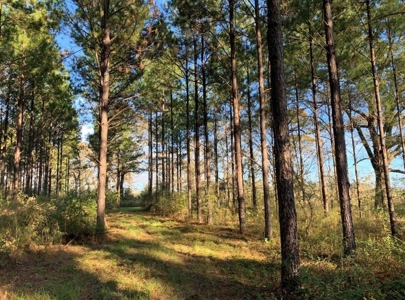 Hunting Land for Sale Sandy Hook, Marion Co, Southwest MS - image 27