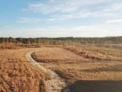 Hunting Land for Sale Sandy Hook, Marion Co, Southwest MS - image 17