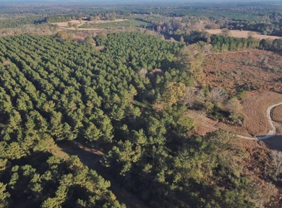 Hunting Land for Sale Sandy Hook, Marion Co, Southwest MS - image 10
