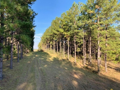 Hunting Land for Sale Sandy Hook, Marion Co, Southwest MS - image 29