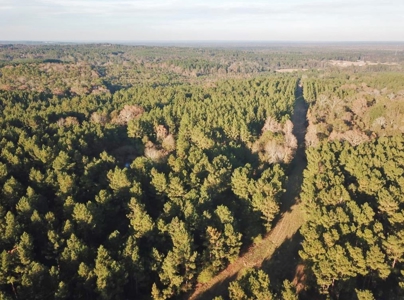 Hunting Land for Sale Sandy Hook, Marion Co, Southwest MS - image 8
