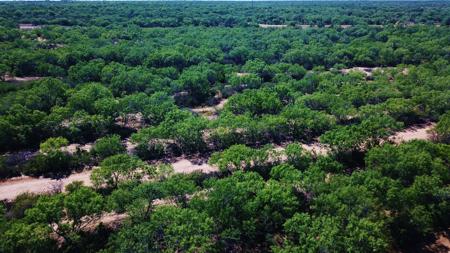 Historic South Texas Hunting Ranch - image 31