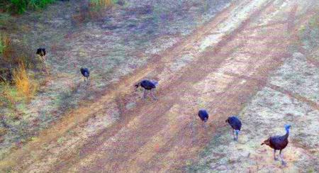 Historic South Texas Hunting Ranch - image 25