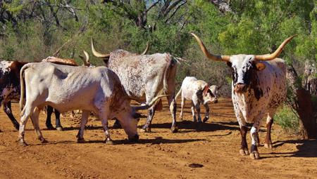 Historic South Texas Hunting Ranch - image 28