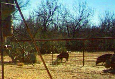 Historic South Texas Hunting Ranch - image 24