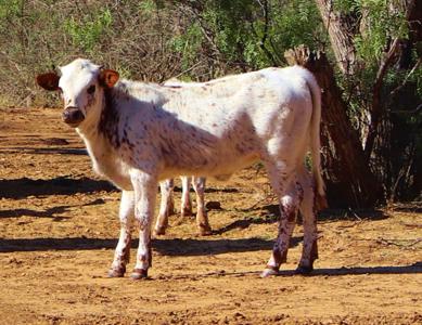 Historic South Texas Hunting Ranch - image 27