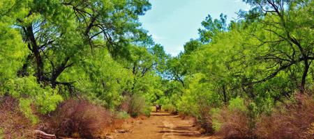 Historic South Texas Hunting Ranch - image 18