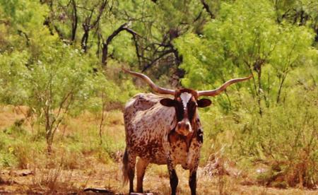 Historic South Texas Hunting Ranch - image 19