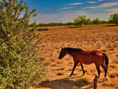 Historic South Texas Hunting Ranch - image 12