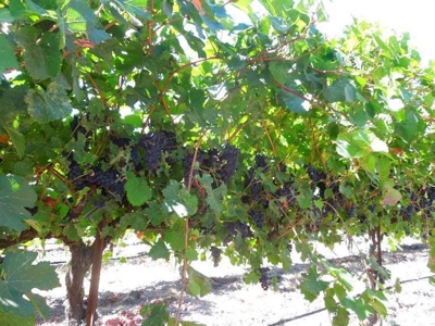 Northern California Vineyard Properties For Sale - image 3