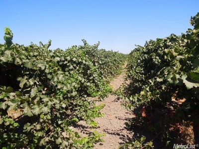 Northern California Vineyard Properties For Sale - image 5