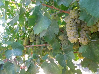 Northern California Vineyard Properties For Sale - image 2