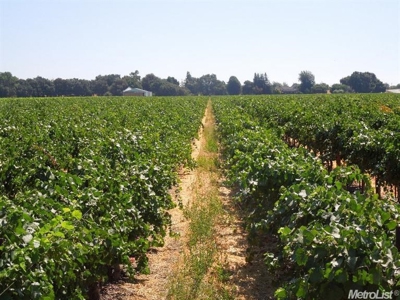 Northern California Vineyard Properties For Sale - image 6