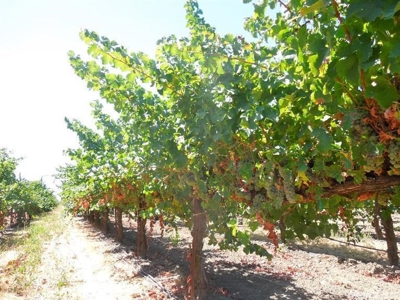 Northern California Vineyard Properties For Sale - image 4