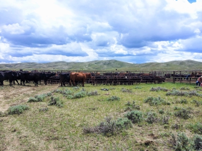 Cattle Ranch With Stunning Views For Sale in Northwest WY - image 8