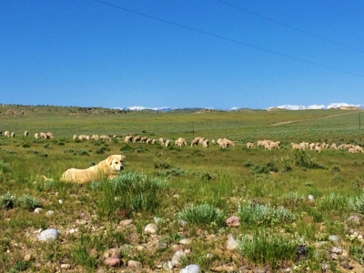 Cattle Ranch With Stunning Views For Sale in Northwest WY - image 4