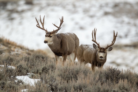 Cattle Ranch With Stunning Views For Sale in Northwest WY - image 16