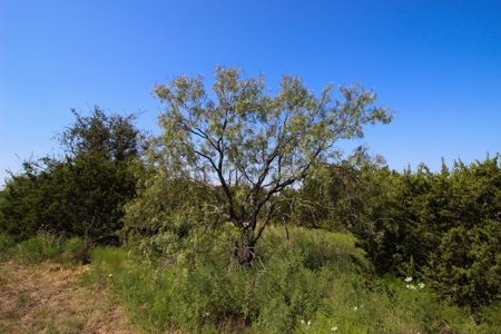 Land for Sale in Gatesville, Texas with Barndo and Hunting - image 23