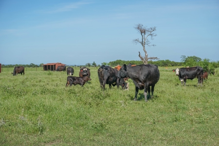 Combination Ranch- Fishing, Hunting, Cattle, 600+ Acres - image 5