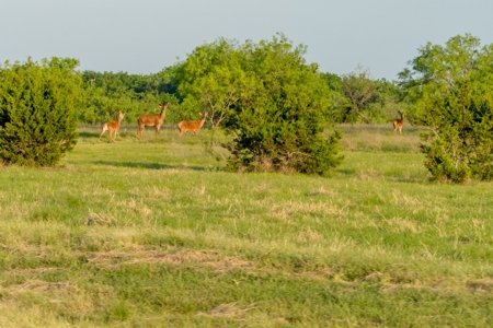 High Fenced Ranch, Private Lakes, Cowhouse Creek, Hunting - image 3
