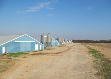 Pickton, Tx Poultry Farm - 74 Acres - 3/2 Home - East Texas - image 4