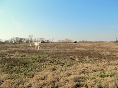 Pickton, Tx Poultry Farm - 74 Acres - 3/2 Home - East Texas - image 16