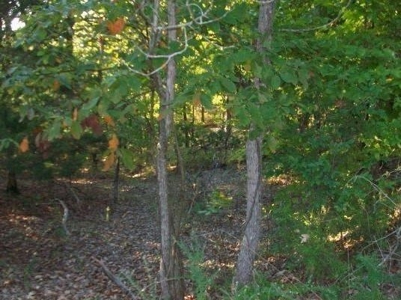 Lot On Bull Shoals Lake in Protem, MO bordering Corps Land - image 4