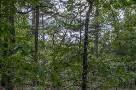 Lot On Bull Shoals Lake in Protem, MO bordering Corps Land - image 2