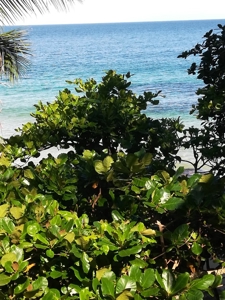 TOO LATE, OFFER ACCEPTED on Bocas del Toro Oceanfront Lodge - image 12