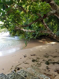 TOOLATE, OFFER ACCEPTED, Beach house, Bocas del Toro, Panama - image 4