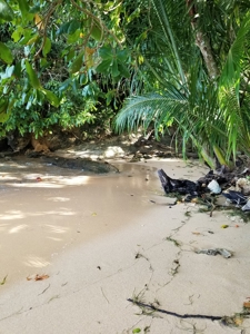 TOOLATE, OFFER ACCEPTED, Beach house, Bocas del Toro, Panama - image 7