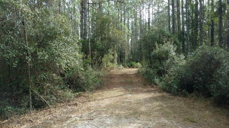 Secluded 160 Acres For Sale In North Florida - image 5