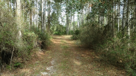 Secluded 160 Acres For Sale In North Florida - image 4