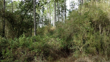 Secluded 160 Acres For Sale In North Florida - image 3