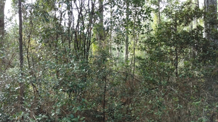 Secluded 160 Acres For Sale In North Florida - image 2