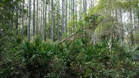 Secluded 160 Acres For Sale In North Florida - image 1