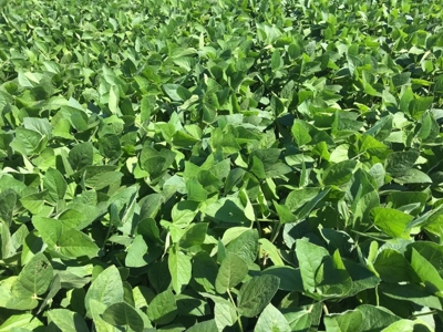 1,341+/- Acres, Excellent Row Crop Bottom, Chillicothe MO - image 32