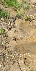 Hunting Property For Sale in Southern Iowa - image 3