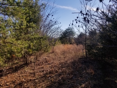 Sold! Wayne County Tn Mountaintop View Land 20 Ac - image 5