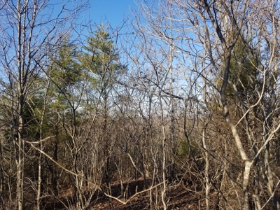 Sold! Wayne County Tn Mountaintop View Land 20 Ac - image 7