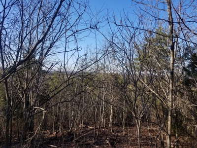 Sold! Wayne County Tn Mountaintop View Land 20 Ac - image 6