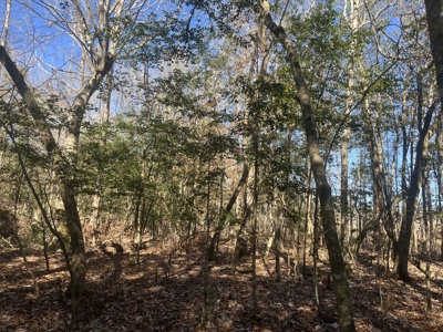 Pine/Hardwood Hunting Land W/ Wet land wildlife habitat for sale - image 8