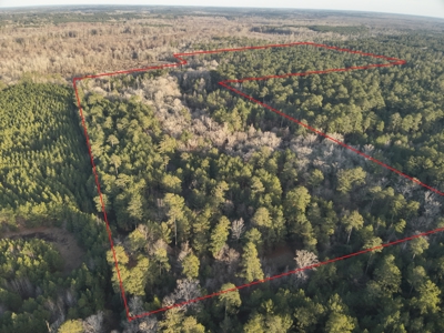 Pine/Hardwood Hunting Land W/ Wet land wildlife habitat for sale - image 1