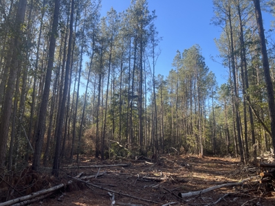 Pine/Hardwood Hunting Land W/ Wet land wildlife habitat for sale - image 7