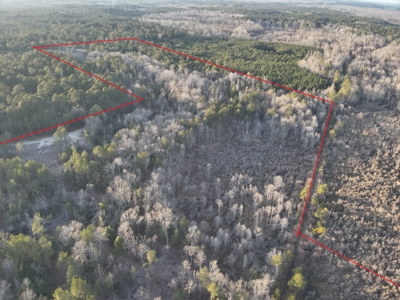 Pine/Hardwood Hunting Land W/ Wet land wildlife habitat for sale - image 3