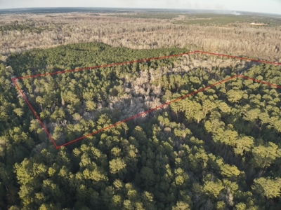 Pine/Hardwood Hunting Land W/ Wet land wildlife habitat for sale - image 2